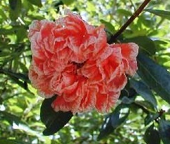 Grenadier 'legrelliae'