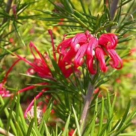 Grévilléa à feuilles de genévrier