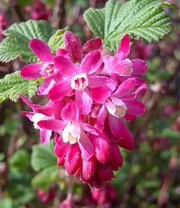Groseillier à fleurs 'king edouard vii'