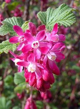 Groseillier à fleurs 'king edouard vii'