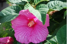 Hibiscus des marais