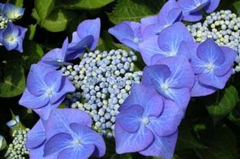Hortensia 'blaumeise'