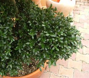 Houx crenelé en nuage