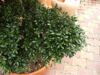 Houx crenelé en nuage