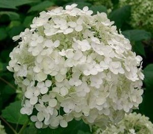 Hydrangea 'Annabelle'
