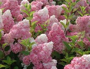 Hydrangea compact 'Vanille Fraise', Hortensia compact