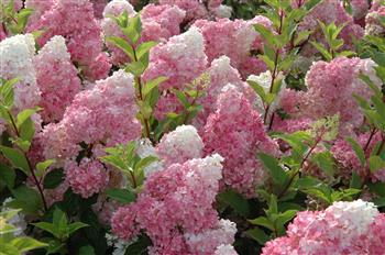 Hydrangea compact 'Vanille Fraise', Hortensia compact