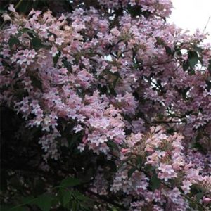 Kolkwitzia pink cloud