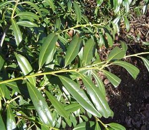 Laurier cerise 'otto luyken'