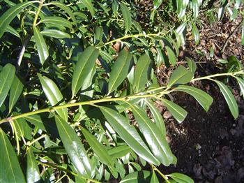 Laurier cerise 'otto luyken'