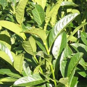 Laurier palme 'Fontanette'