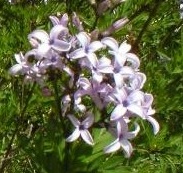 Lilas de perse 'Laciniata', Syringa