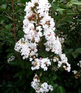 Lilas des Indes 'Nivéa'