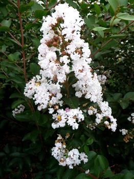 Lilas des Indes 'Nivéa'