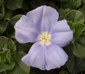 Liseron de Mauritanie