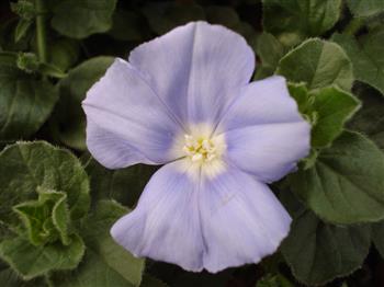 Liseron de Mauritanie