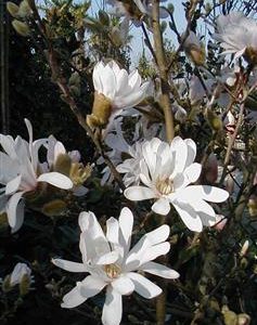 Magnolia étoilé