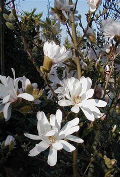 Magnolia étoilé