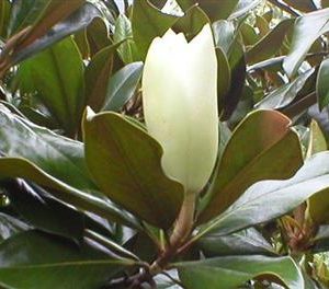 Magnolia persistant, magnolia à grandes fleurs gallissoniensis