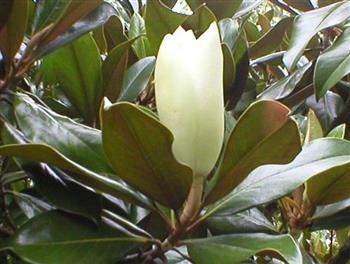 Magnolia persistant, magnolia à grandes fleurs gallissoniensis