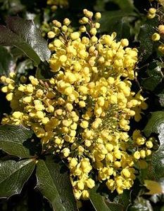 Mahonia à feuilles de Houx