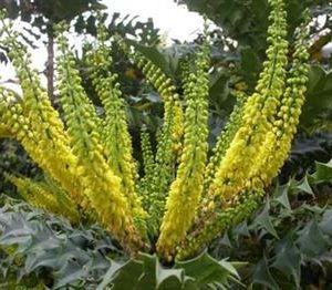 Mahonia média 'Charity'