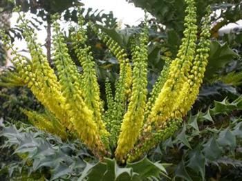 Mahonia média 'Charity'