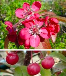 Malus 'coccinella courtarou', pommier à fleurs