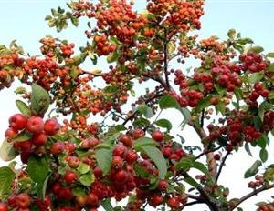 Malus 'everste perpetu', pommier à fleurs