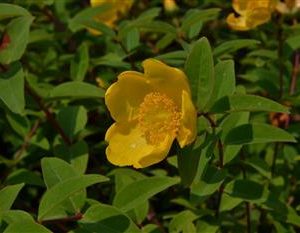 Millepertuis arbustif 'Hidcote'