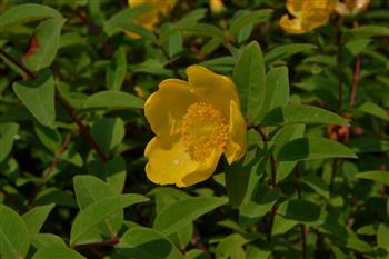 Millepertuis arbustif 'Hidcote'