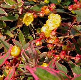 Millepertuis 'tricolor'