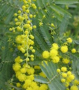 Mimosa Gaulois