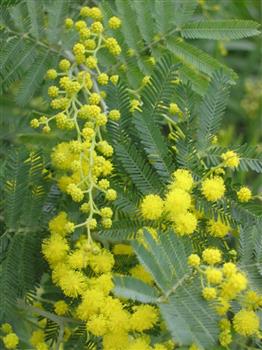 Mimosa Gaulois