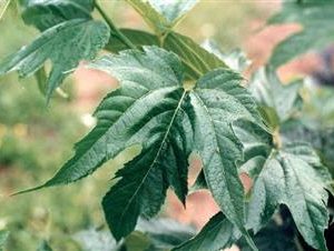 Mûrier à feuilles de platane