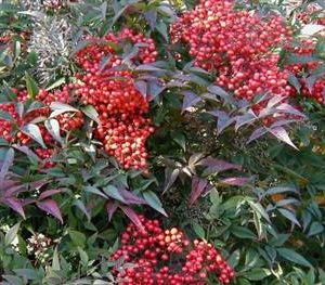 Nandina, Bambou sacré