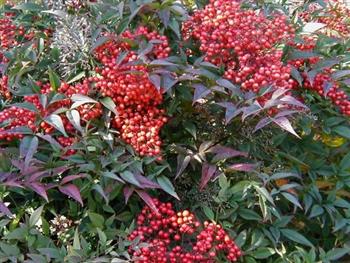 Nandina, Bambou sacré