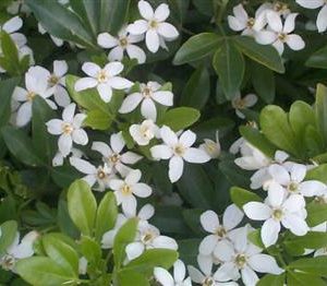 Oranger du Mexique, Choisya