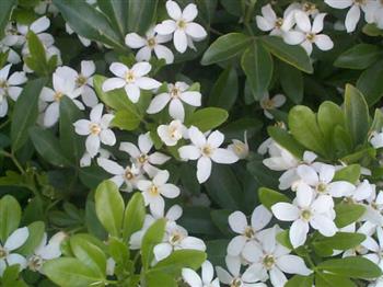 Oranger du Mexique, Choisya