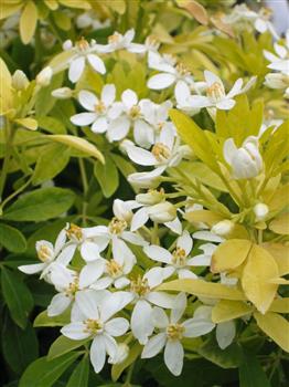 Oranger du Mexique doré, Choisya 'Sundance'