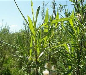 Osier vert, Osier des vanniers