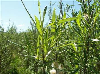 Osier vert, Osier des vanniers