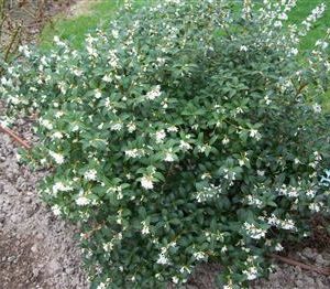 Osmanthe de burkwood