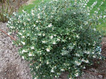 Osmanthe de burkwood