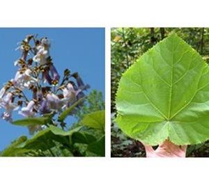 Paulownia