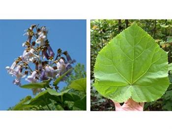 Paulownia