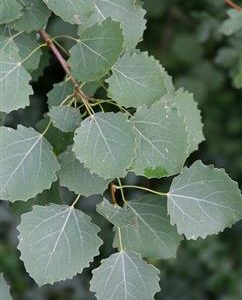 Peuplier noir d'italie