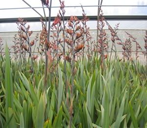 Phormium, lin de nouvelle-zélande
