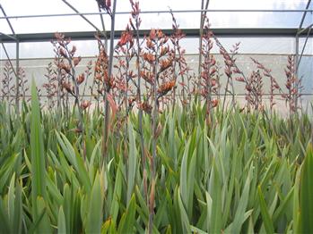 Phormium, lin de nouvelle-zélande