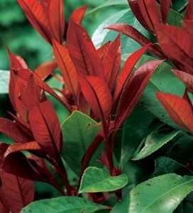 Photinia 'Red Robin'